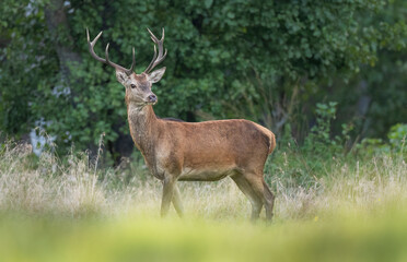 Fototapeta premium European deer male buck ( Cervus elaphus ) during rut