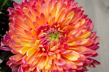 Peony-shaped Aster Bouquet in sunlight