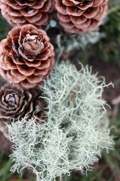 Closeup of Pinecone with fern on the field.