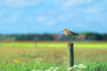 black-tailed godwit in agriculture land