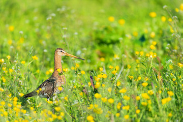 black-tailed godwit in flowers