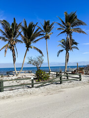 Summer beach background palm trees against blue sky banner panorama, tropical Caribbean travel destination.