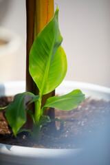 Amazing leaf background environmental picture.