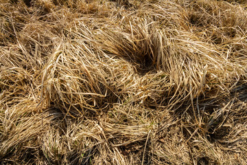 Closeup of old aged dry grass straw texture background