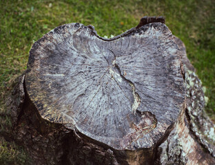 A close up on a tree stump shaped like a heart. 
