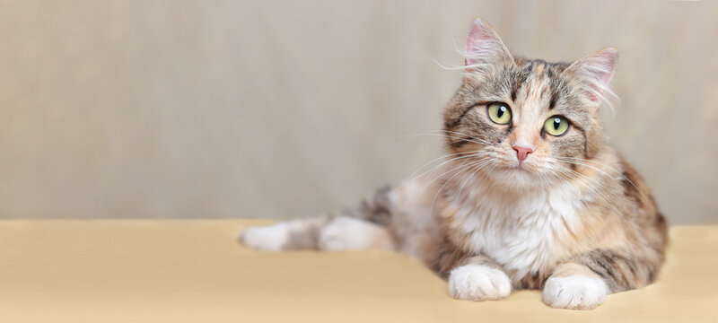 Cute Cat looking at the camera. Cat is lying on beautiful yellow background. Place for text. Cat rests. Beautiful  Kitten with big green eyes close up. Pet. Without people. Web banner with copy space