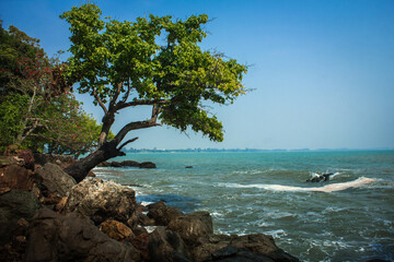 Stand alone tree on rock beside blue sea with clear blue sky