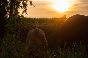 Fototapeta na wymiar buffalo at sunset