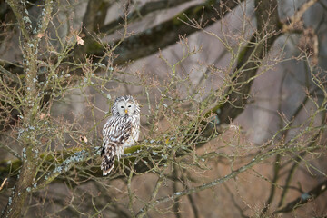 Ural owl, strix uralensis, resting on tree in woodland winter nature. White bird sitting on branch in forest in wintertime. Feathered nocturnal predator looking on bough.