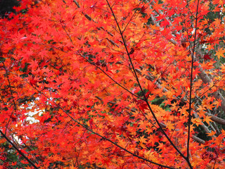 red autumn leaves