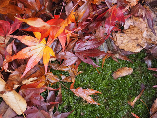 fallen autumn leaves