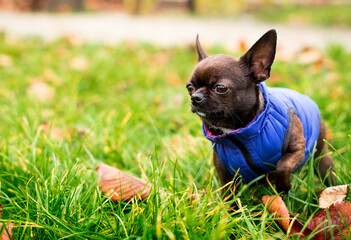 A chihuahua dog is standing in the green grass on the background of a blurred alley. The dog is cold. She looks away. Blurred autumn photo