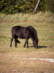 black horse in a field
