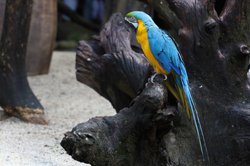 Close up the Blue and yellow macaw parrot bird in garden