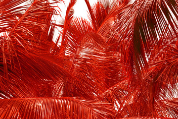 Fond palmes rouges