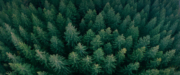 draufsicht dichter tannenwald, grüne nadelbäume, evergreen pine wood, drohne shot, high...