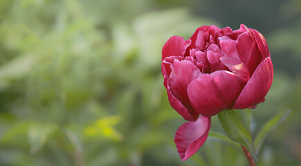 beautiful burgundy peony blooms in a flower bed in the garden