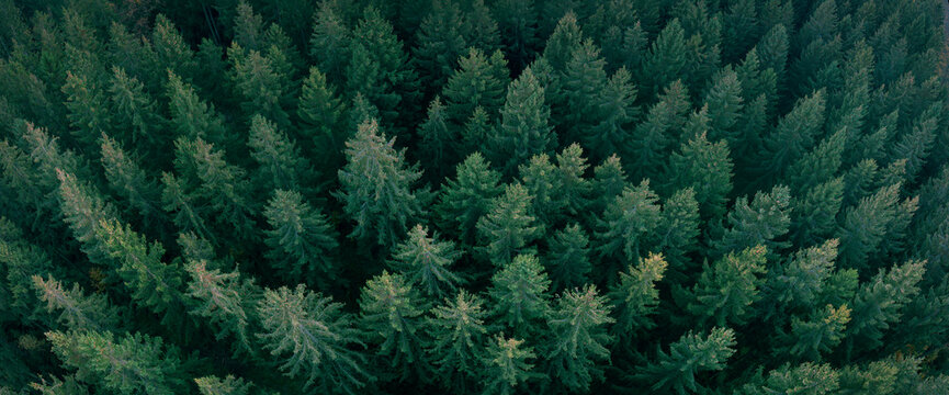 draufsicht dichter tannenwald, gr&uuml;ne nadelb&auml;ume, evergreen pine wood, drohne shot, high resolution, aerial view, panorama