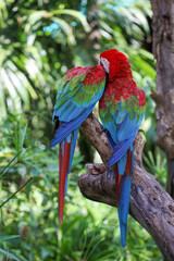 Naklejka premium Close up head the red macaw parrot bird in garden