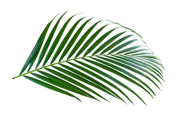 Green leaf of palm tree on transparent background png file