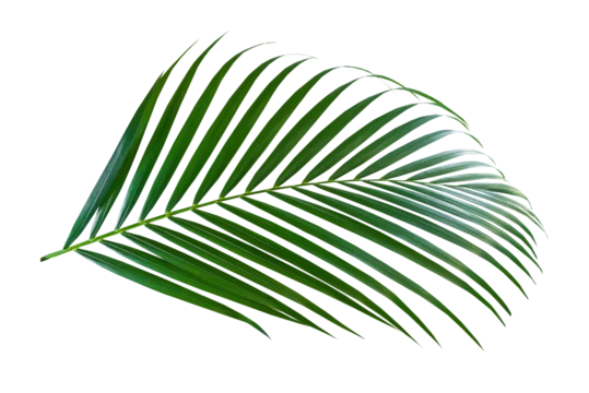 Green leaf of palm tree on transparent background png file Stock