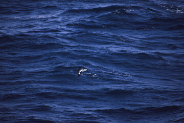 Fototapeta premium Cape Petrel bird soaring on the currents generated by the southern ocean. 