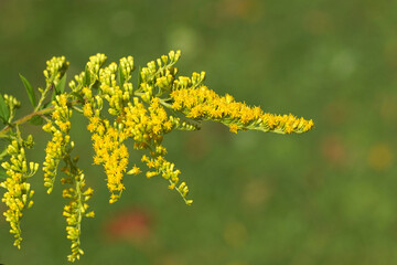 Flowering Canada goldenrod or Canadian goldenrod (Solidago Canadensis), family Asteraceae or Compositae. Dutch garden. September, Netherlands 