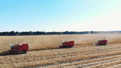 Aerial top view. three big red combine harvester machines harvesting corn field in early autumn....
