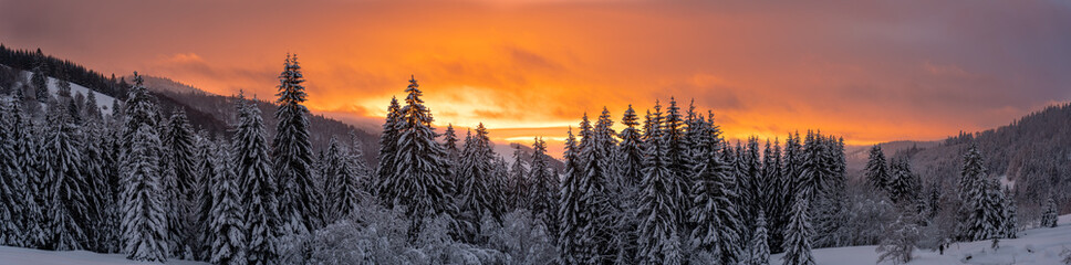 Winter im Schwarzwald - obrazy, fototapety, plakaty