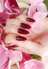 Hands of a young woman with dark red manicure on nails