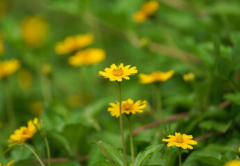 Sphagneticola Trilobata Blooming Outdoors, Daisy-like flowers, selective focus, group of yellow daisy flower, Closeup yellow trailing daisy flower in garden with green blurred background