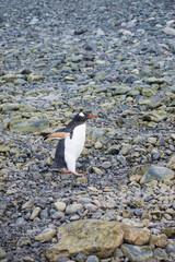 A Gentoo Penguin standing on a rocky pebble beach in Antarctica. 