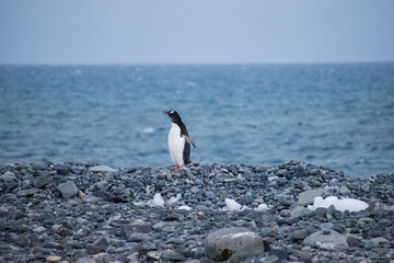 A single Gentoo penguin is standing on top of a rocky outcrop with the southern ocean in the...