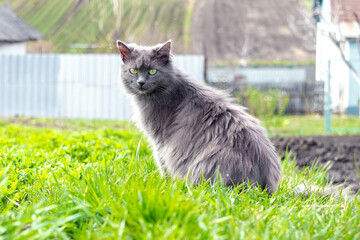 Naklejka na ściany i meble A gray fluffy cat sits in the garden on green grass