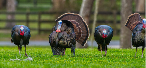 Rafter, gobble or flock of male Tom Osceola Wild Turkey - Meleagris gallopavo osceola - strutting on display - Powered by Adobe