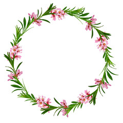 floral wreath of branches of flowering almonds with leaves, isolated 