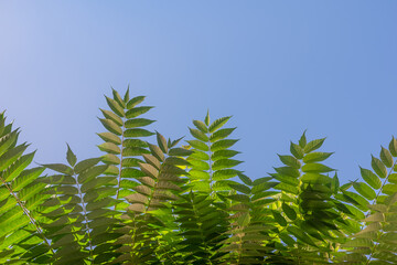 Green leaves border. Chinese mahogany leaves on blue sky background