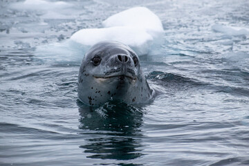 A leopard seal swimming in the water around Enterprise Island. 