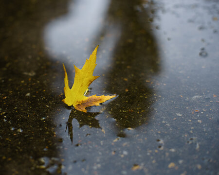 November rain. Small puddle with maple leaf and reflections