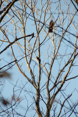 bird on a branch