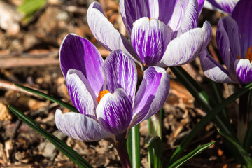 purple crocus flowers in spring