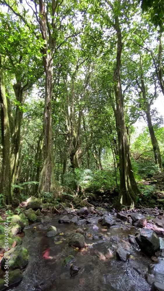 Poster Ruisseau dans la jungle à Moorea, Polynésie française