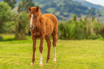 Fototapeta premium foal in the meadow