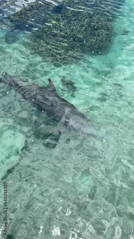 Canvas Prints Dauphin en captivité à Moorea, Polynésie française