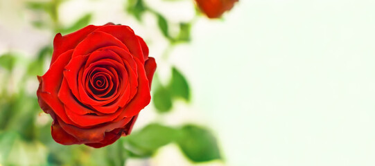 red rose close-up on blurred background. Greeting card, horizontal banner, space for text, template