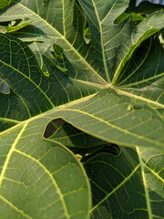 green leaf background