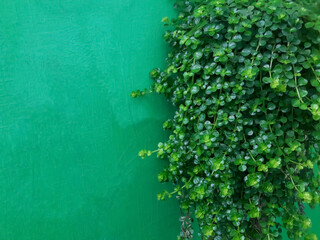 green ivy on wall