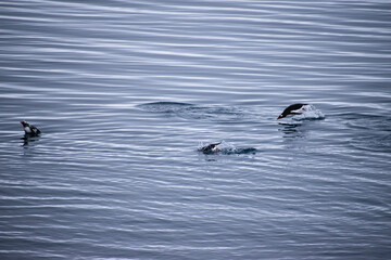 Fototapeta premium Penguins leaping out of the Antarctic Ocean, with sliver lines in the deep ocean. 