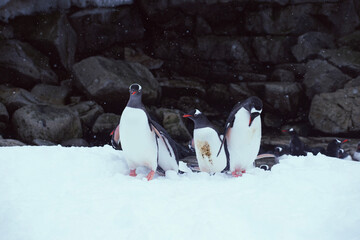 Gentoo Penguins on snow-covered Petermann Island in Antarctica.  With a rocky wall in the background. 