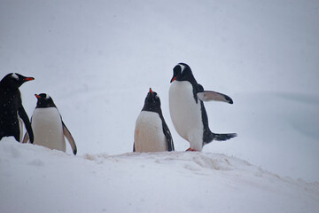 Gentoo Penguins on snow-covered Petermann Island in Antarctica. 